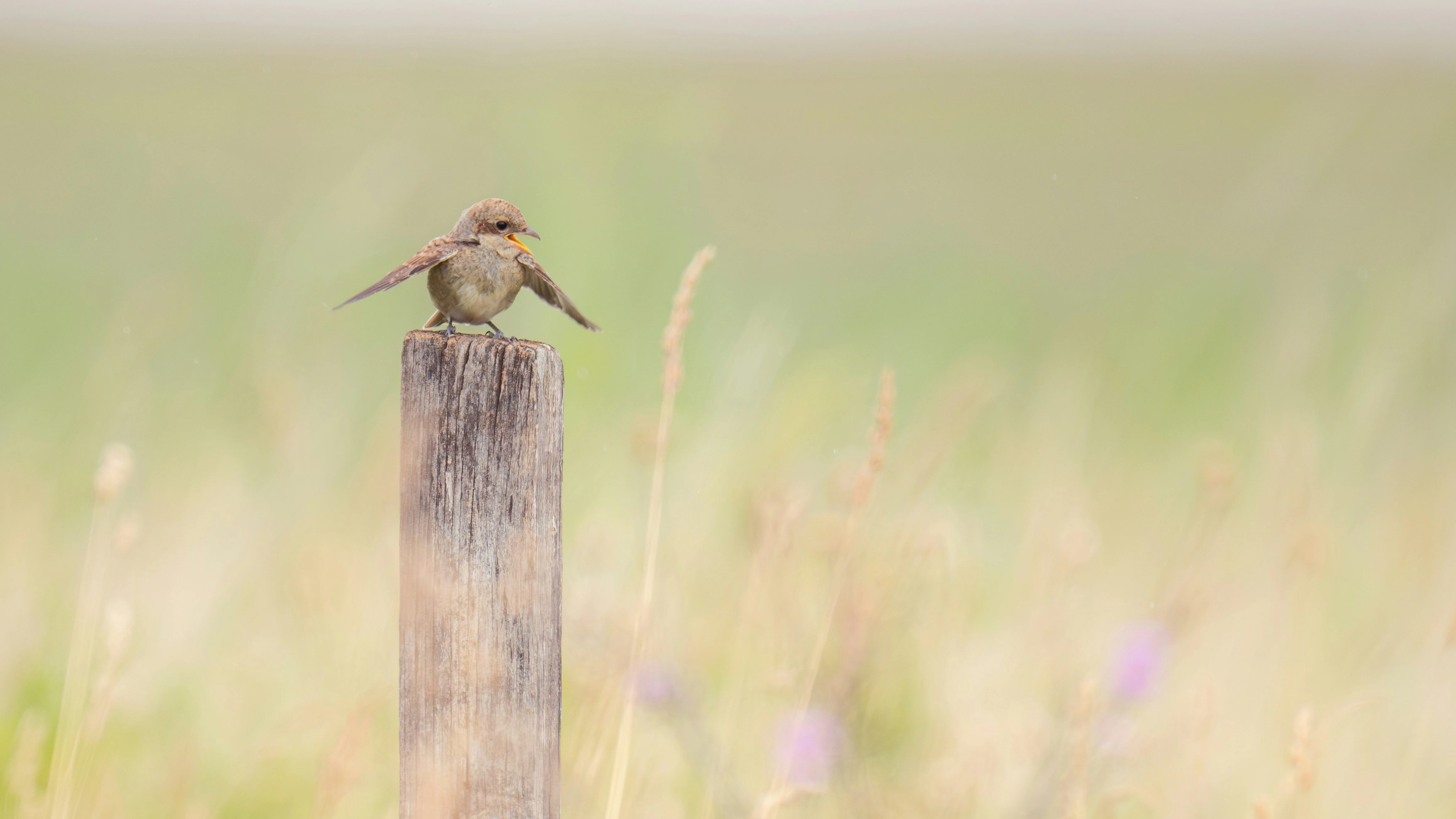 Siumai：解锁 Rust 与 AI 的无限可能——从零到一的 LLM 接口实战指南