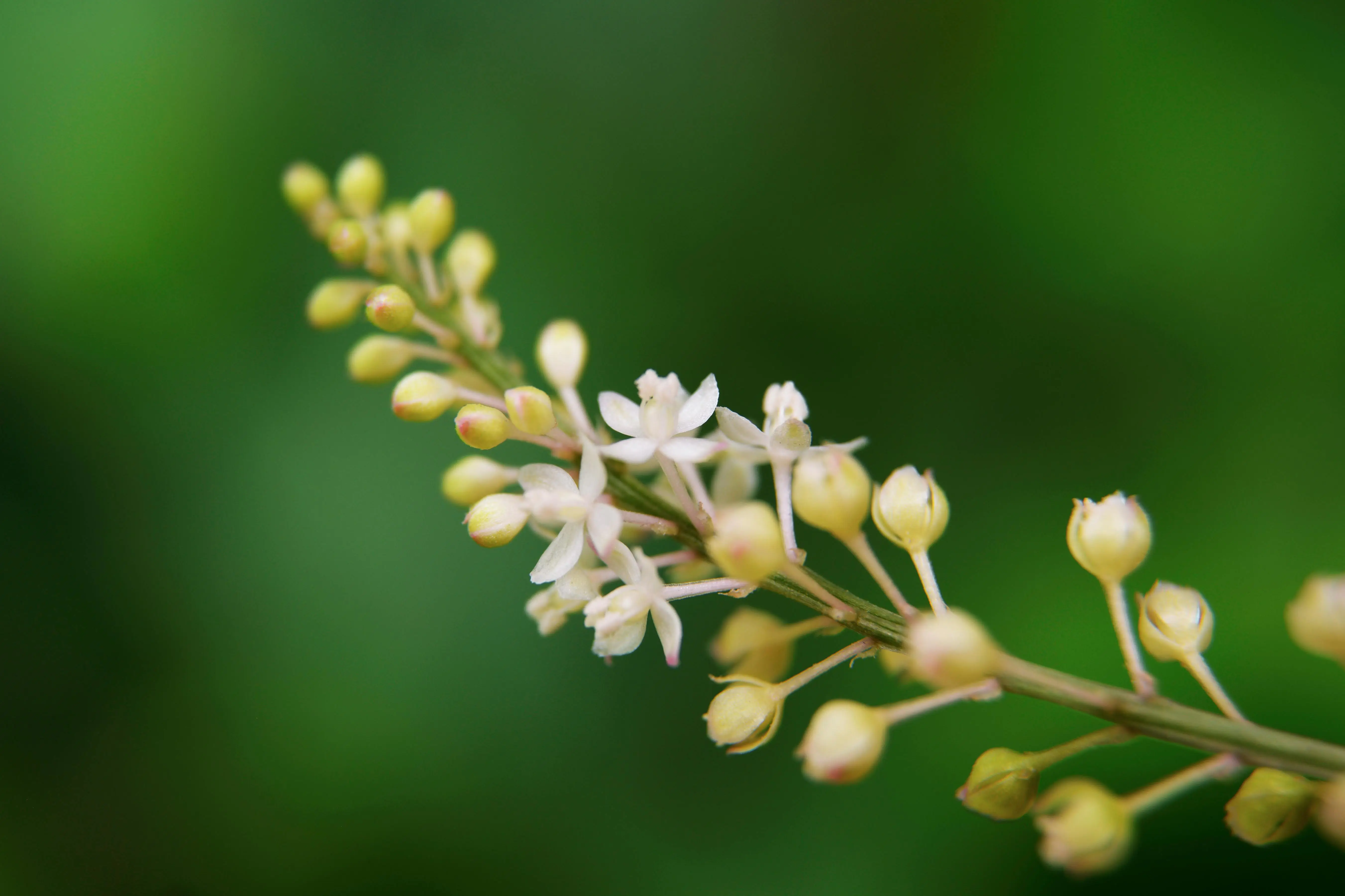 解锁去中心化网络的魔法：libp2p Rust 实现从零到一实战指南