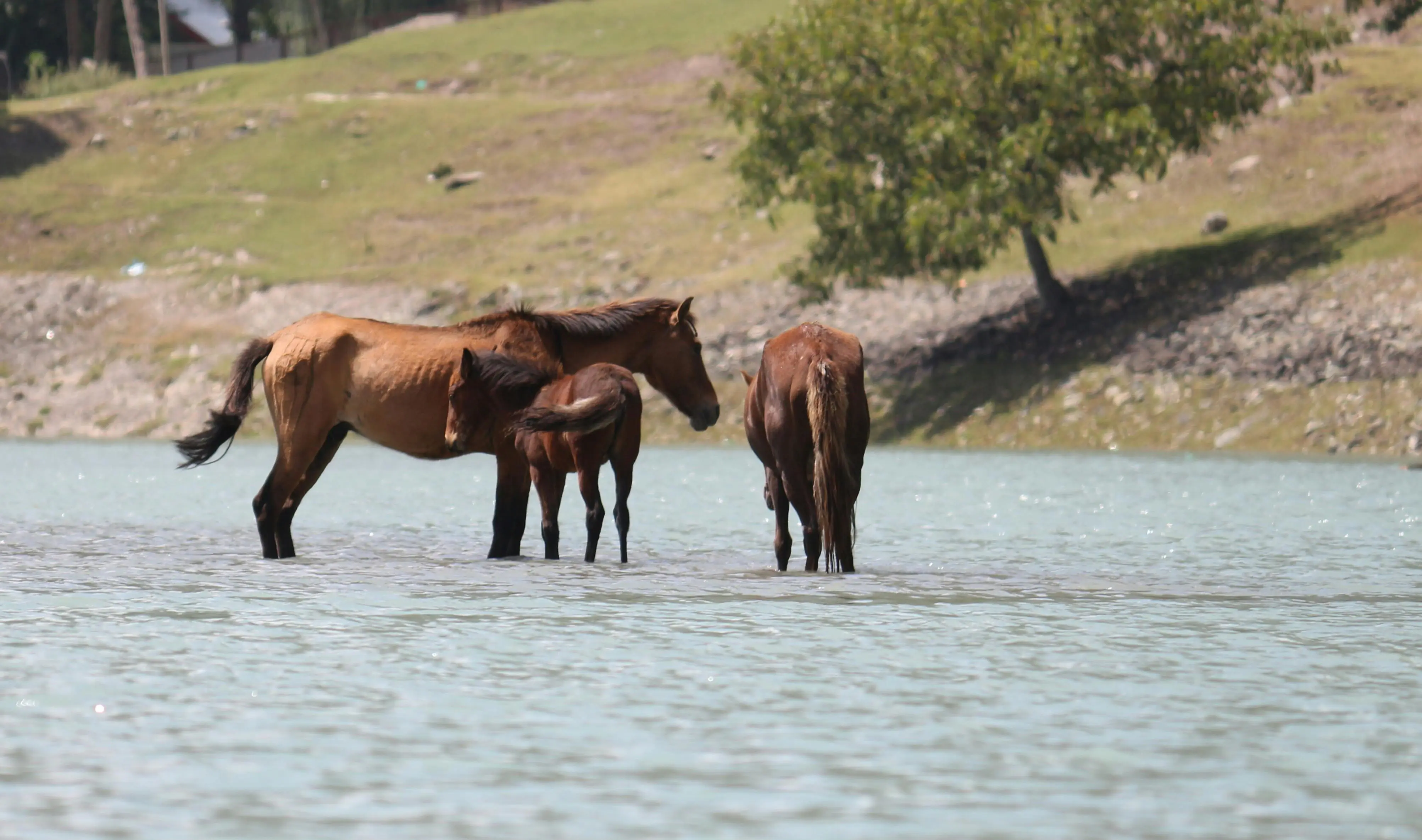 把子模块驯成乖猫咪：Git Submodule 从入门到精通的实战魔法书
