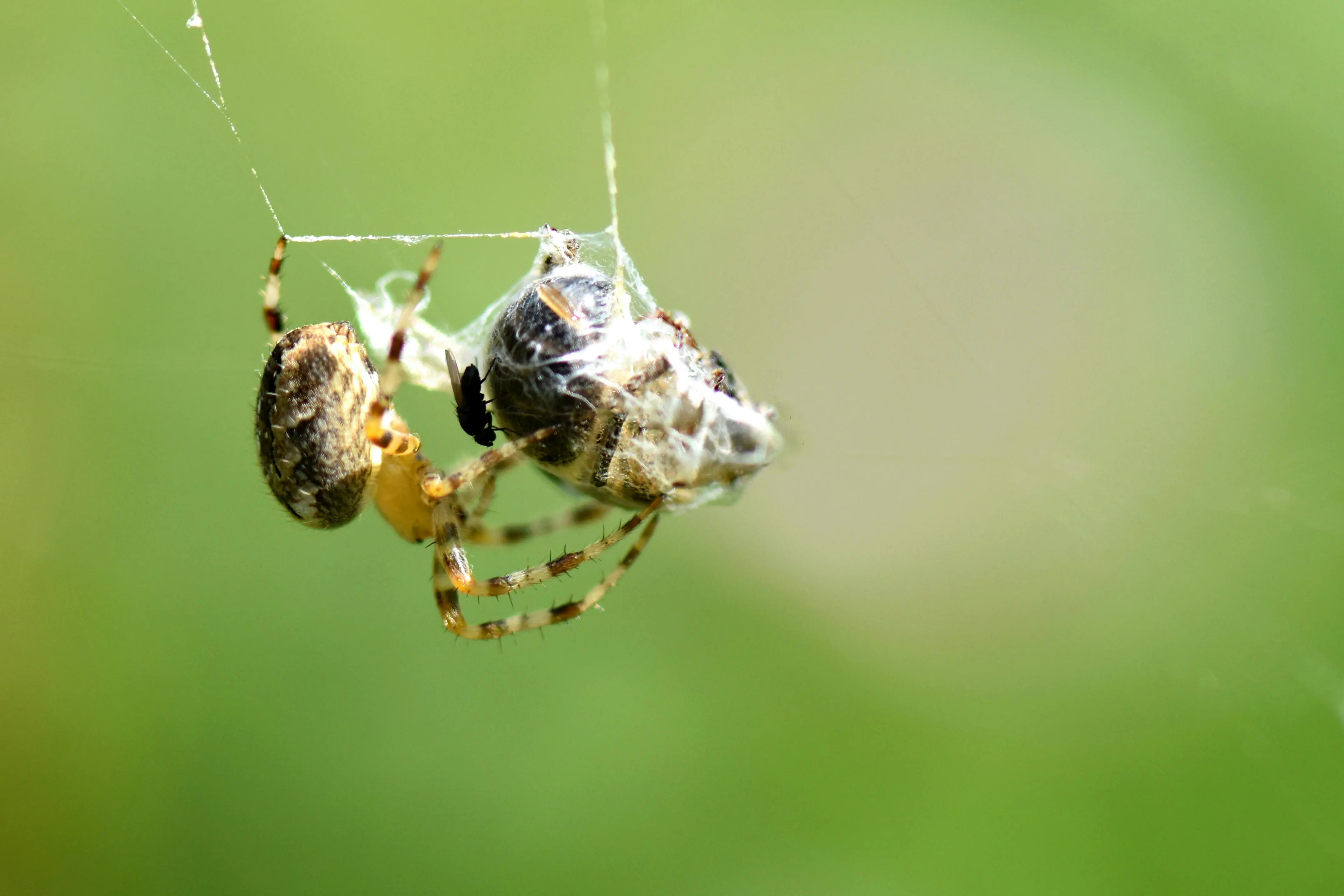 小向量，大效能：Rust smallvec 最佳实践与实战指南