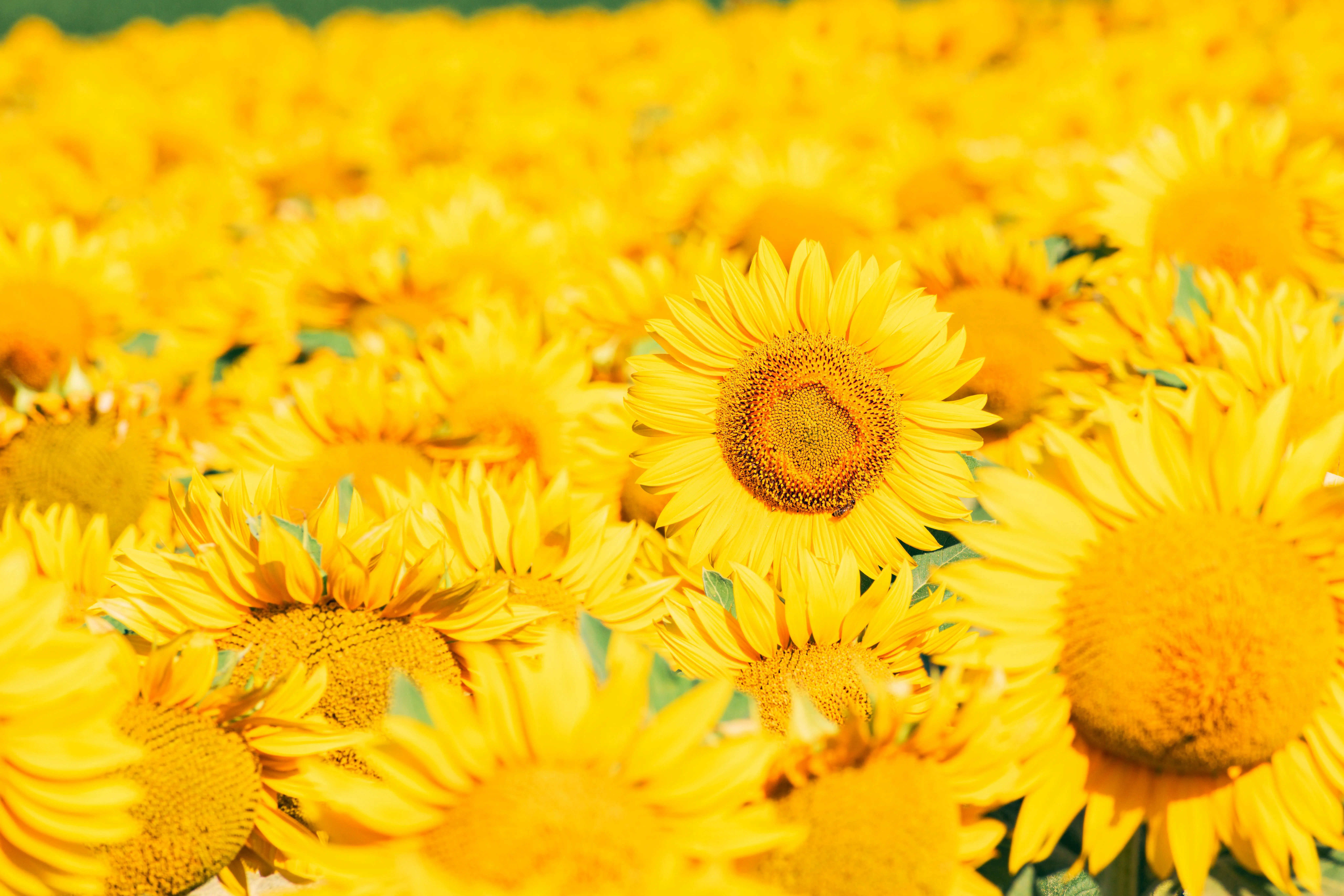 Rust 与 FFmpeg 的奇妙邂逅：小白从零起步的多媒体处理实战指南