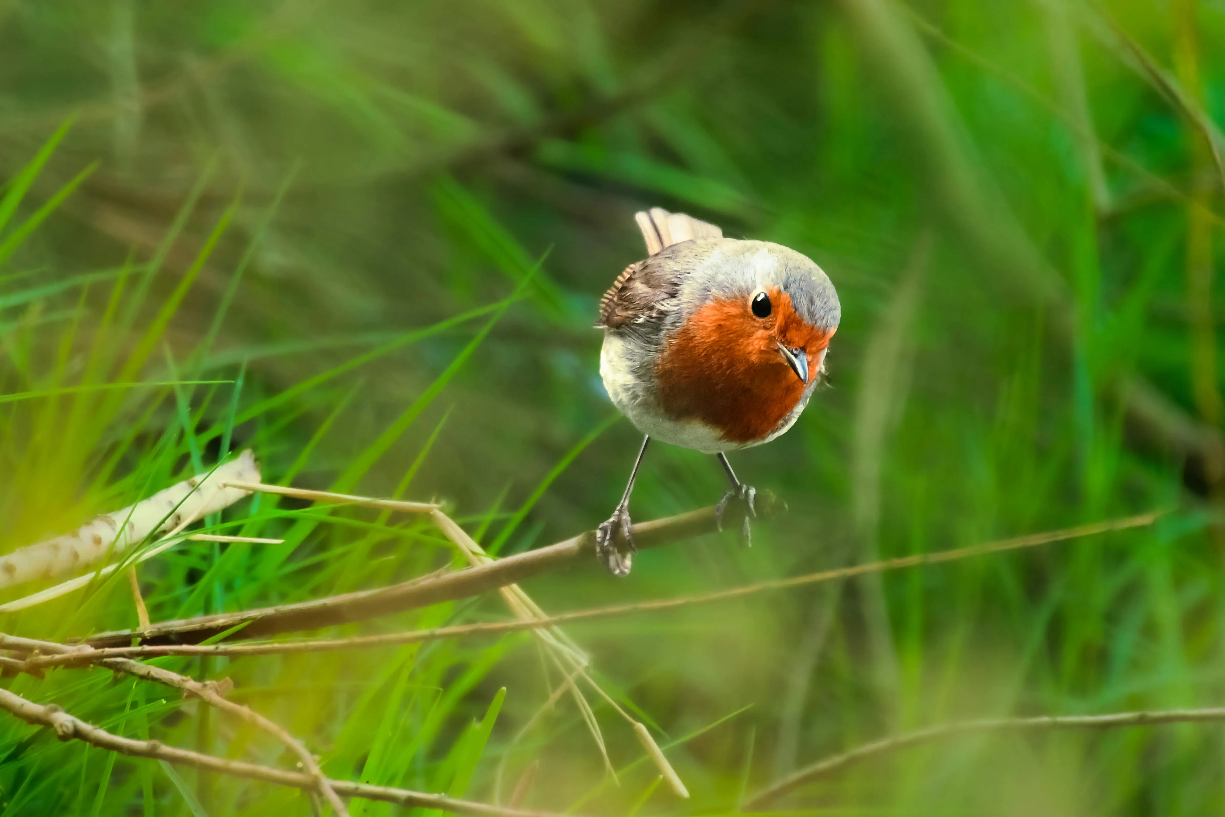 Cargo Features 机制详解：理解依赖特性的配置与管理