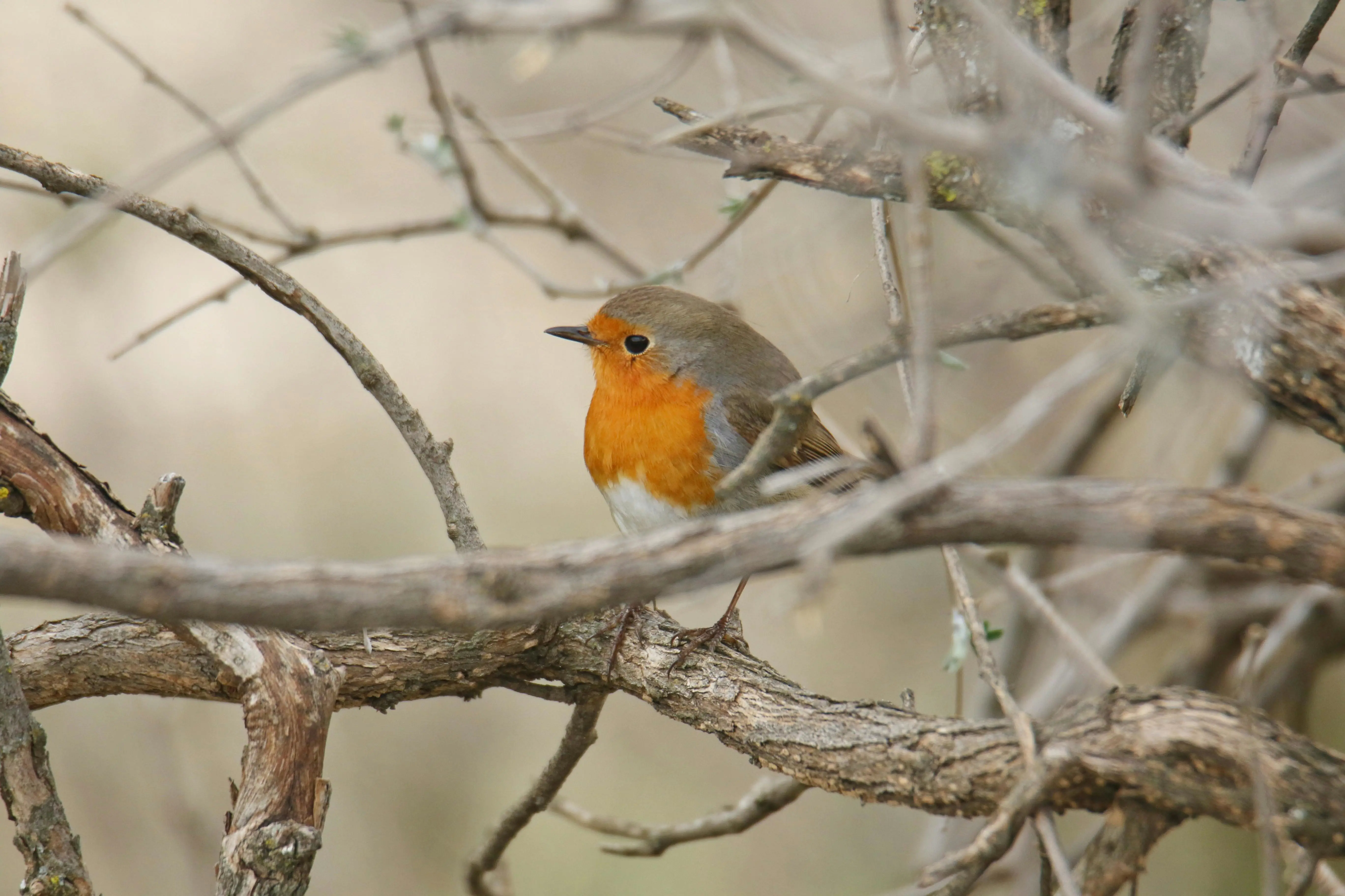 Rust 1.91.1 发布：两例回归缺陷一次性修复