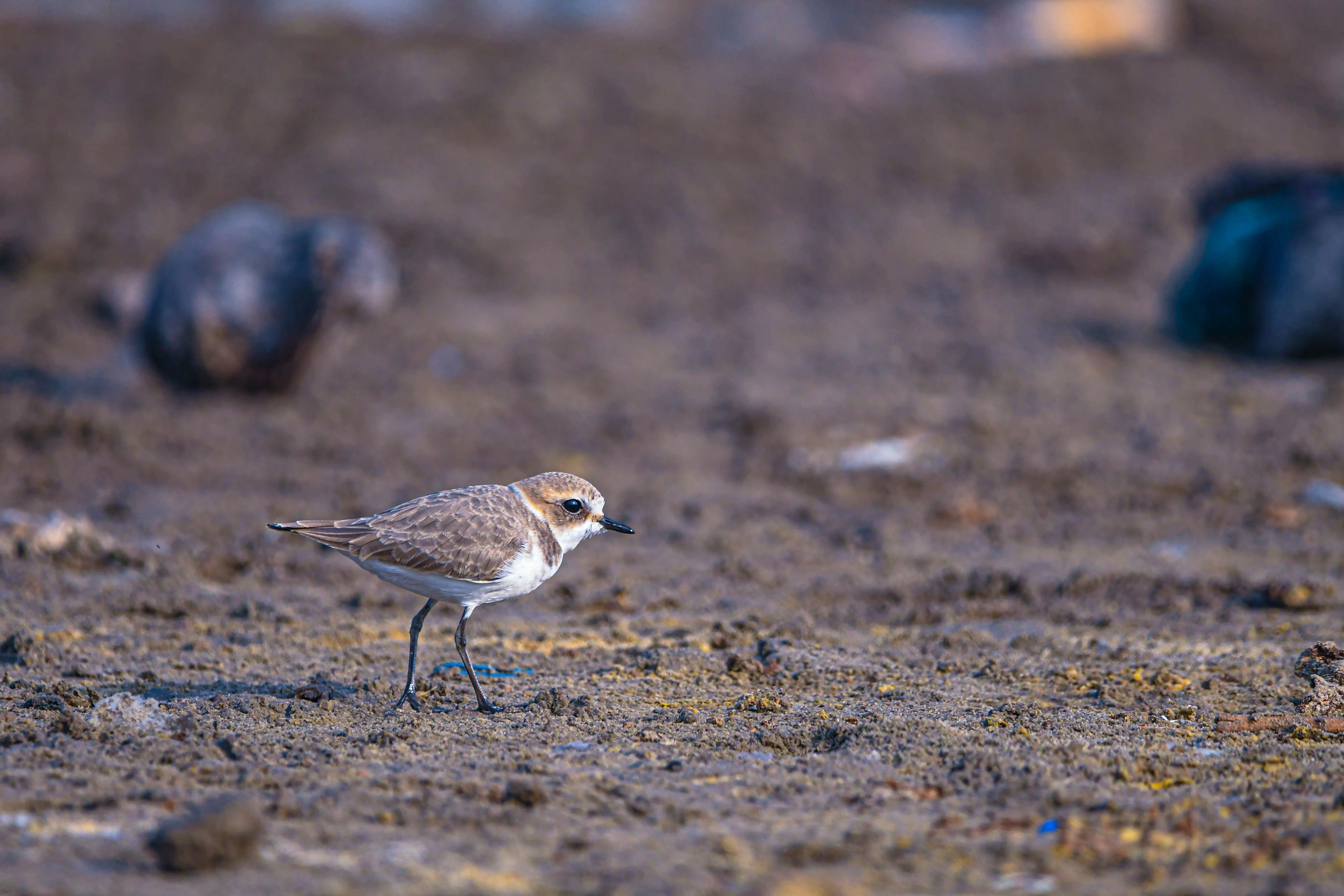 Mimalloc 高阶：三行代码把分配器锁到 0.2 µs，碎片再降 50%