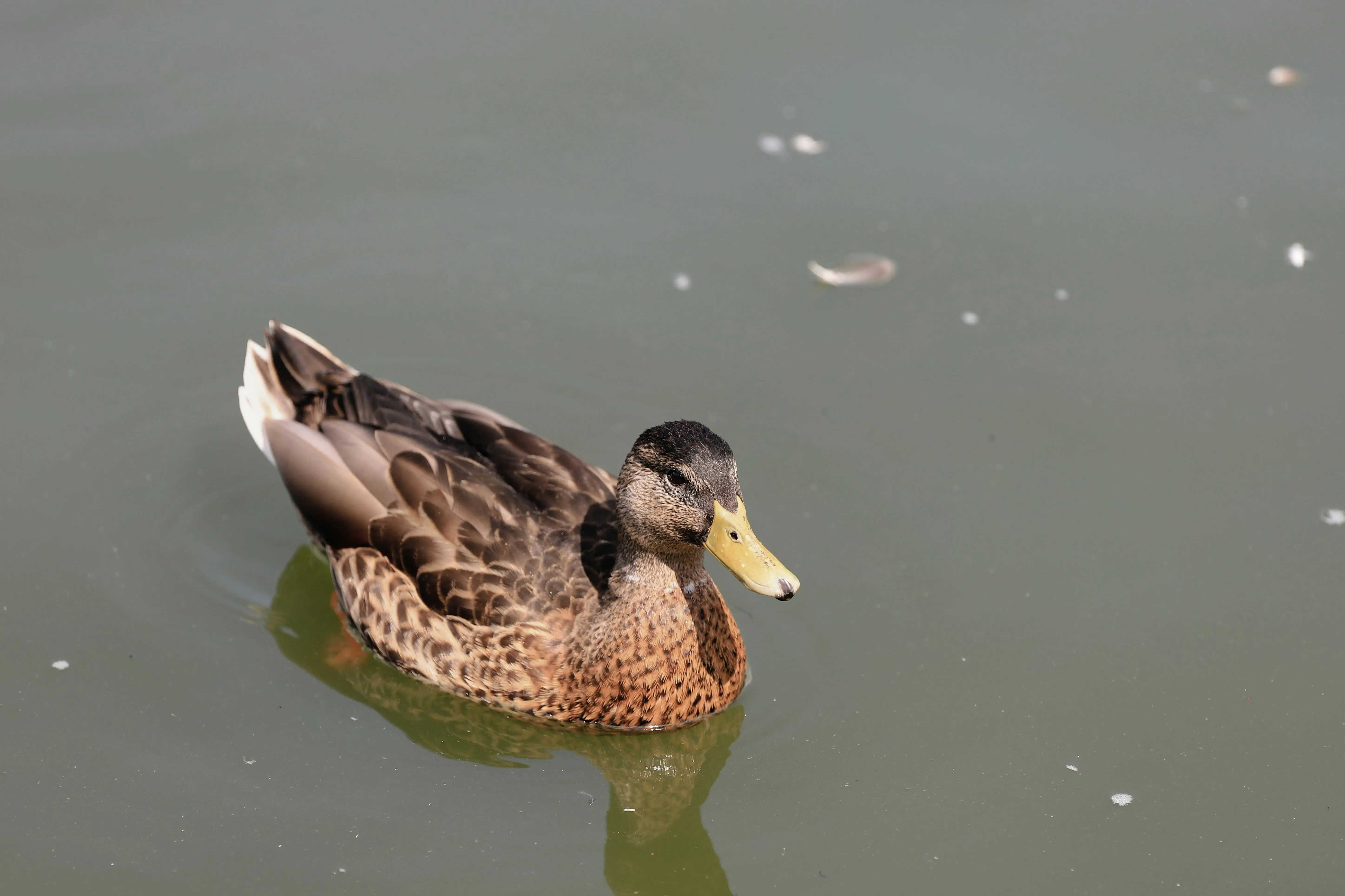 BLAKE3 高阶：5 行代码把哈希干到 10 GB/s