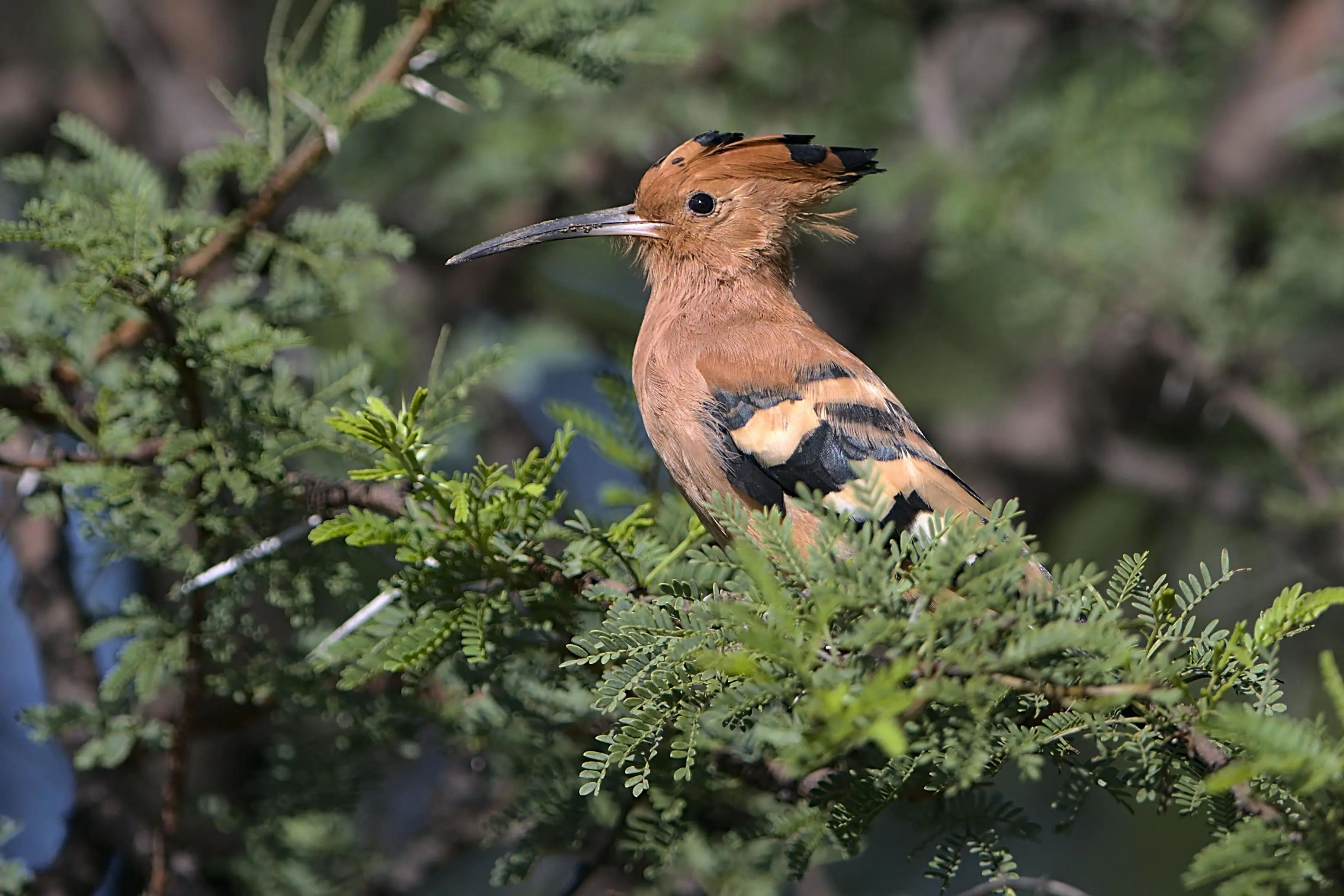 🦀 从崩溃到自愈：构建可观测、可恢复的 Rust 并发系统