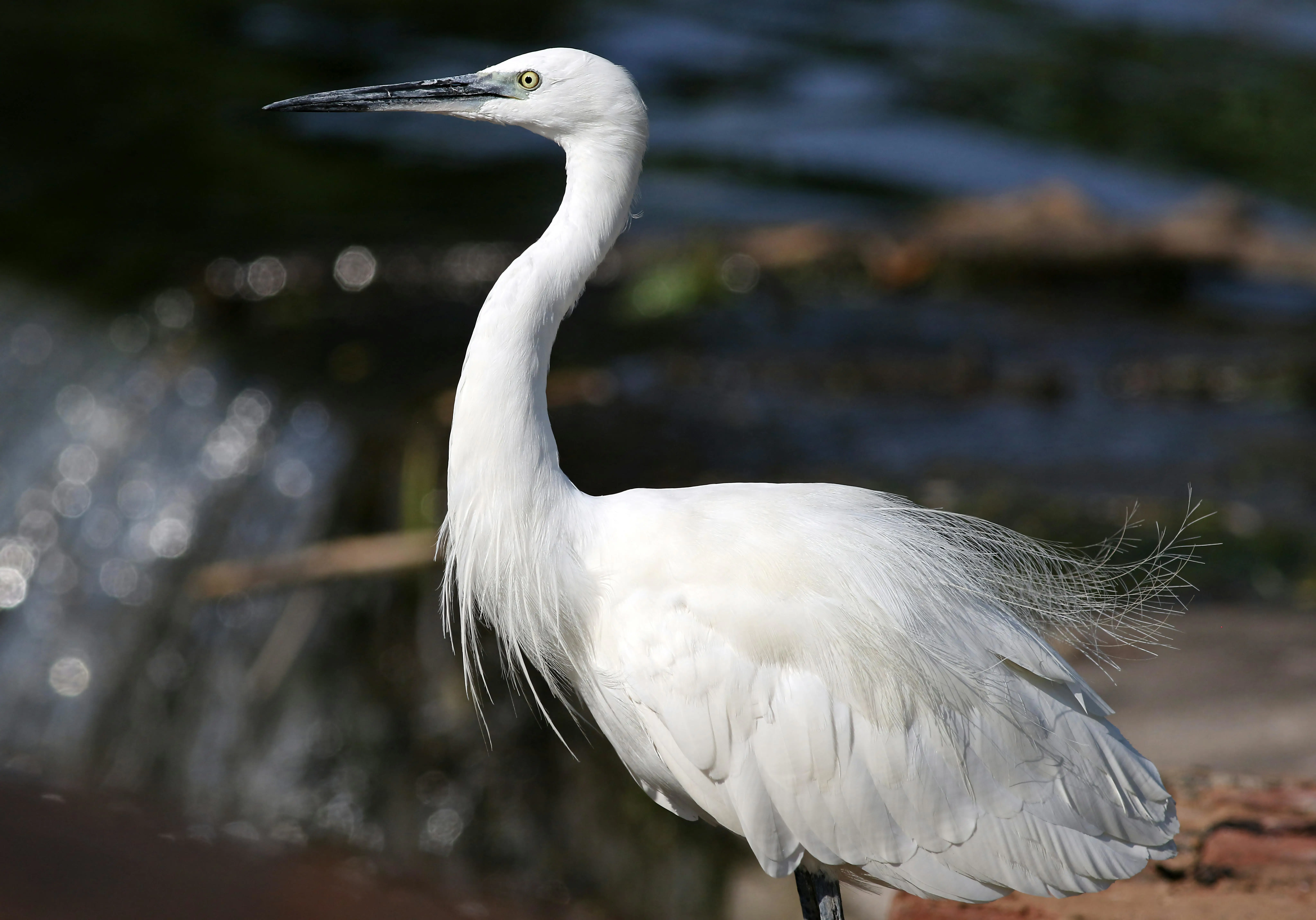 Rust nightly 极速更新全攻略：一键切换国内镜像 + Crates 下载加速脚本