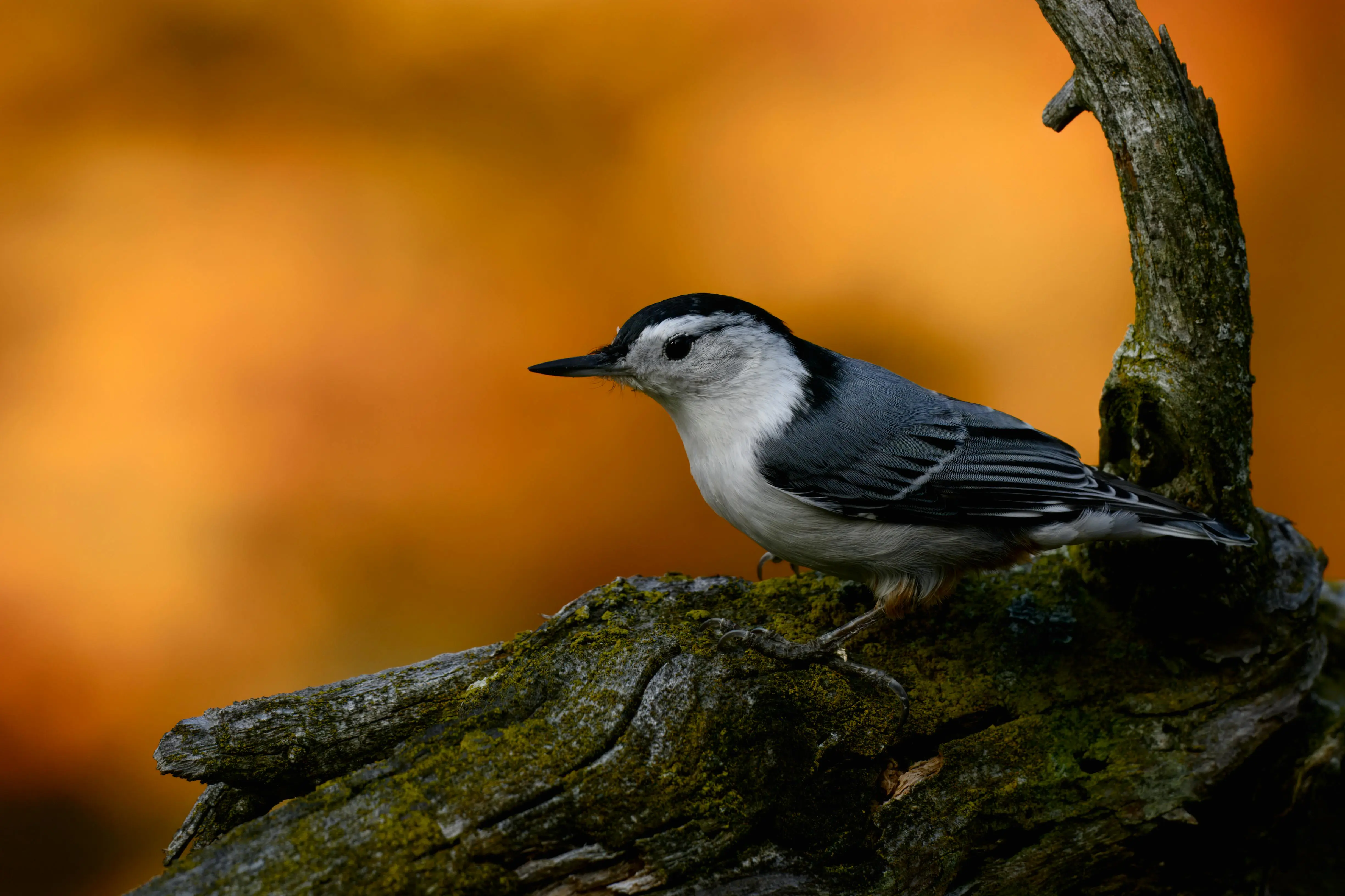 Rust 图像炼金术进阶：vips-rs 的深层黑客与优化秘籍