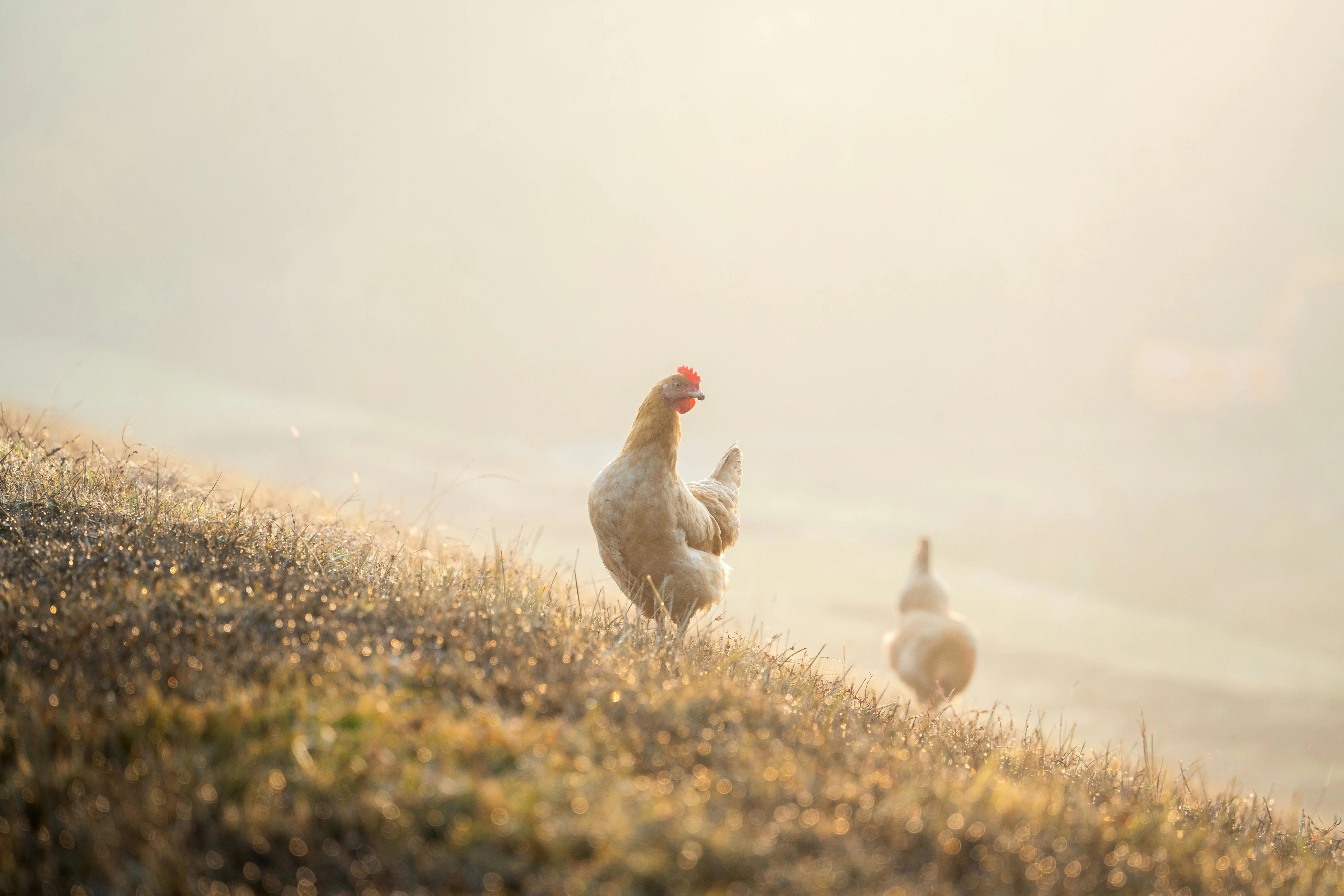 🦀 Actix × Tokio 深度耦合：Runtime 零开销，异步消息光速传递