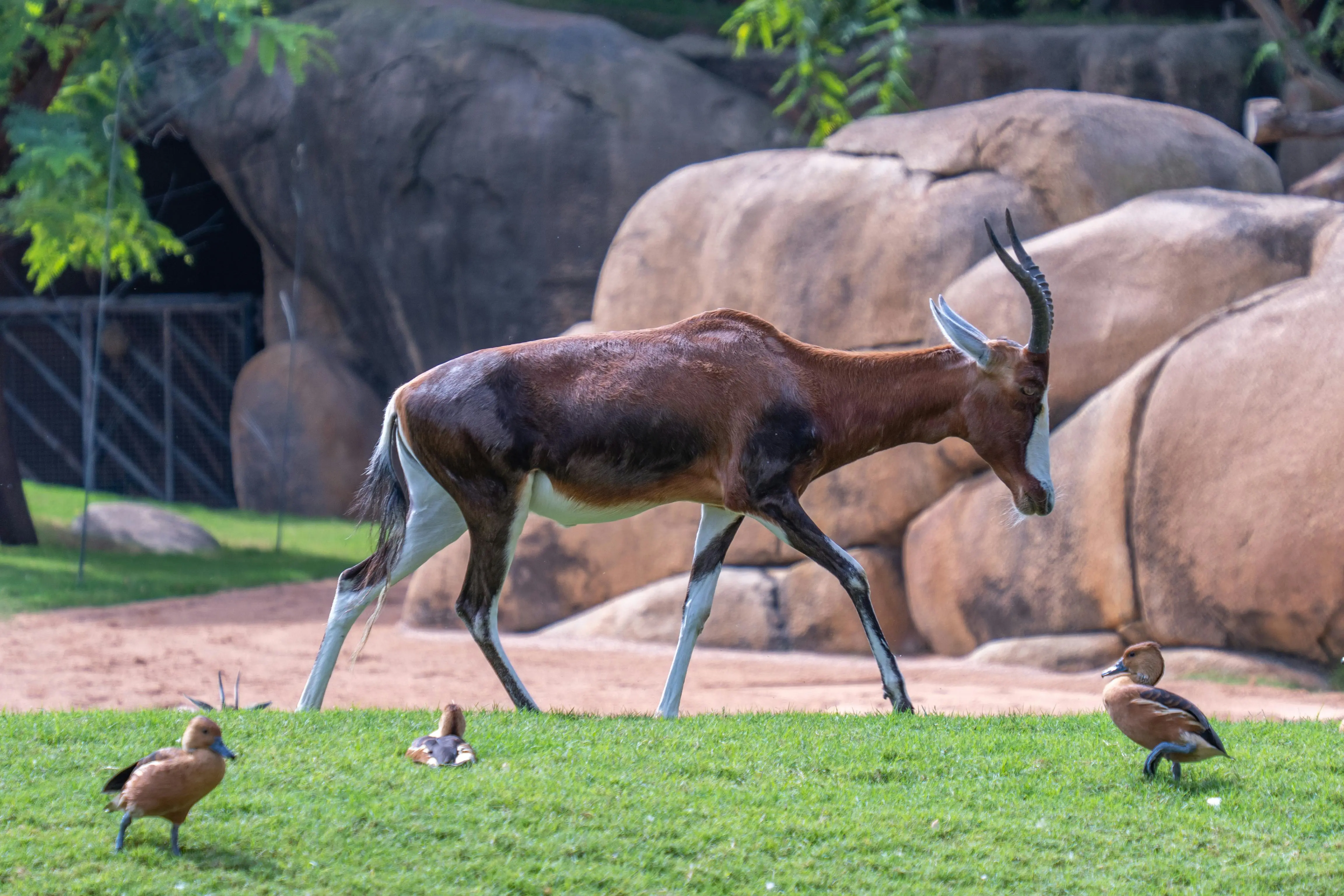 Rust 异步巅峰：自定义 Sink 与 async-stream 的精妙融合