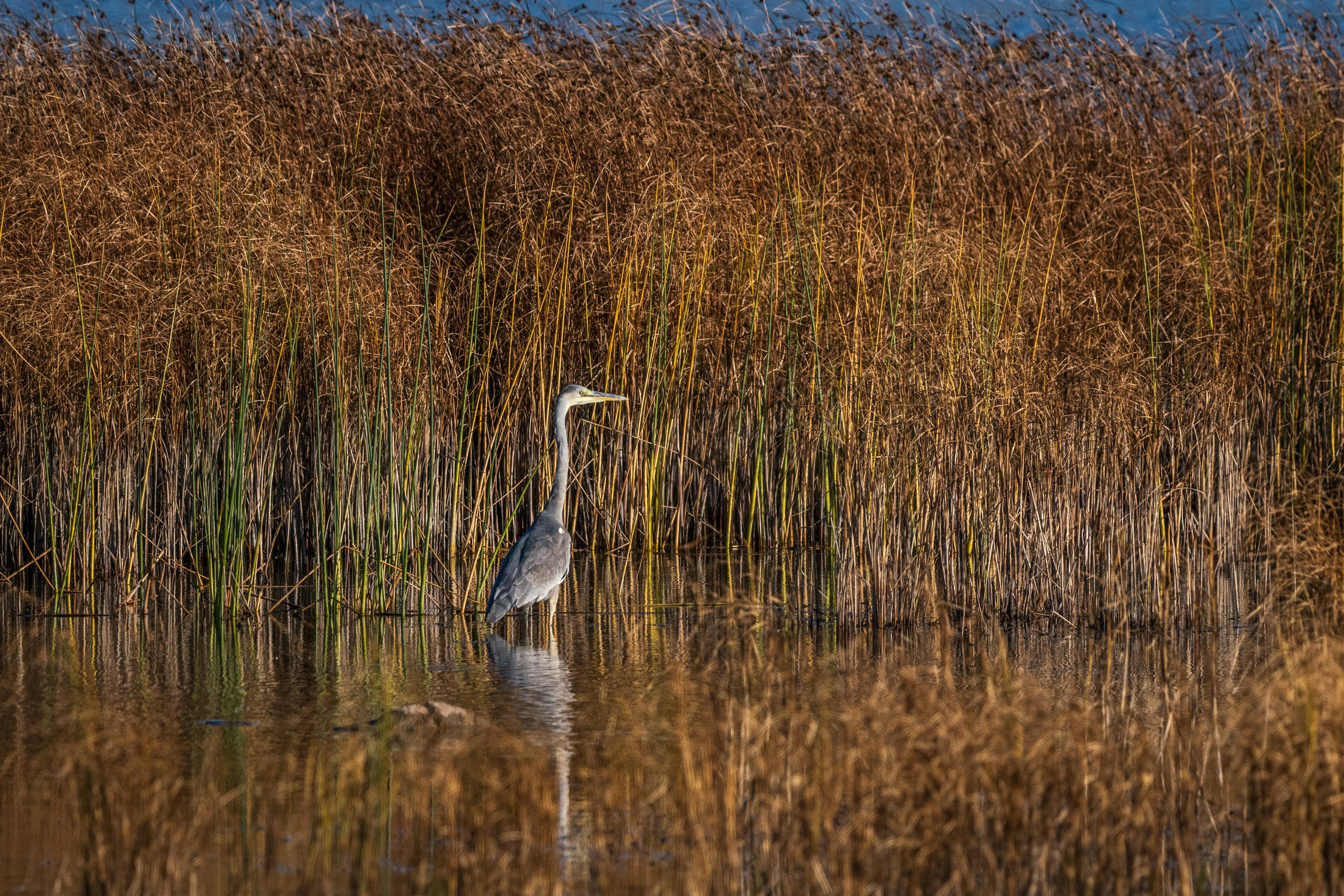 Rust 零成本异步编程：Futures-rs 的异步之舞
