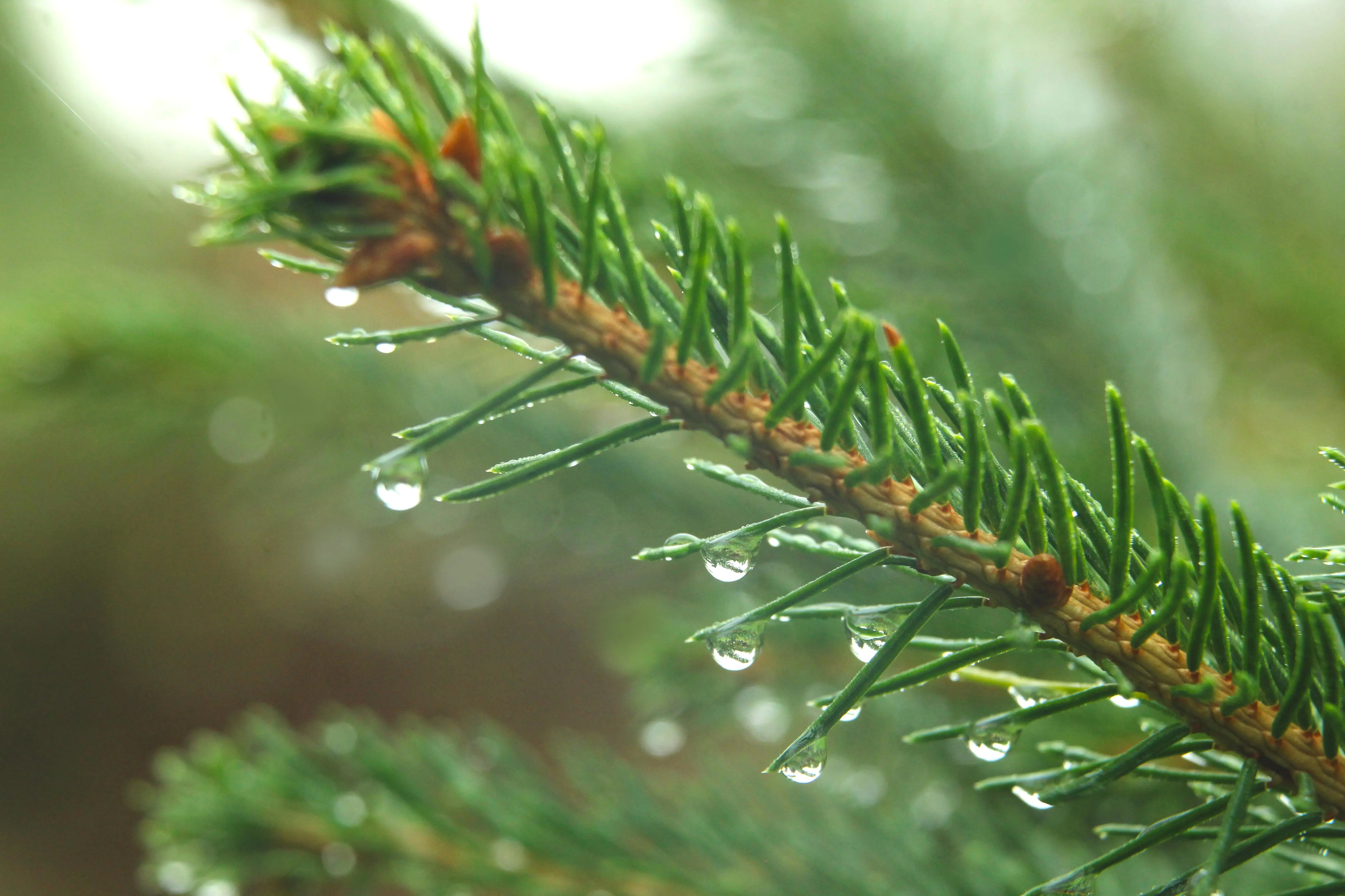 Hashbrown 最佳实践：从 Rust 新手到性能极客的“哈希魔法”实战指南