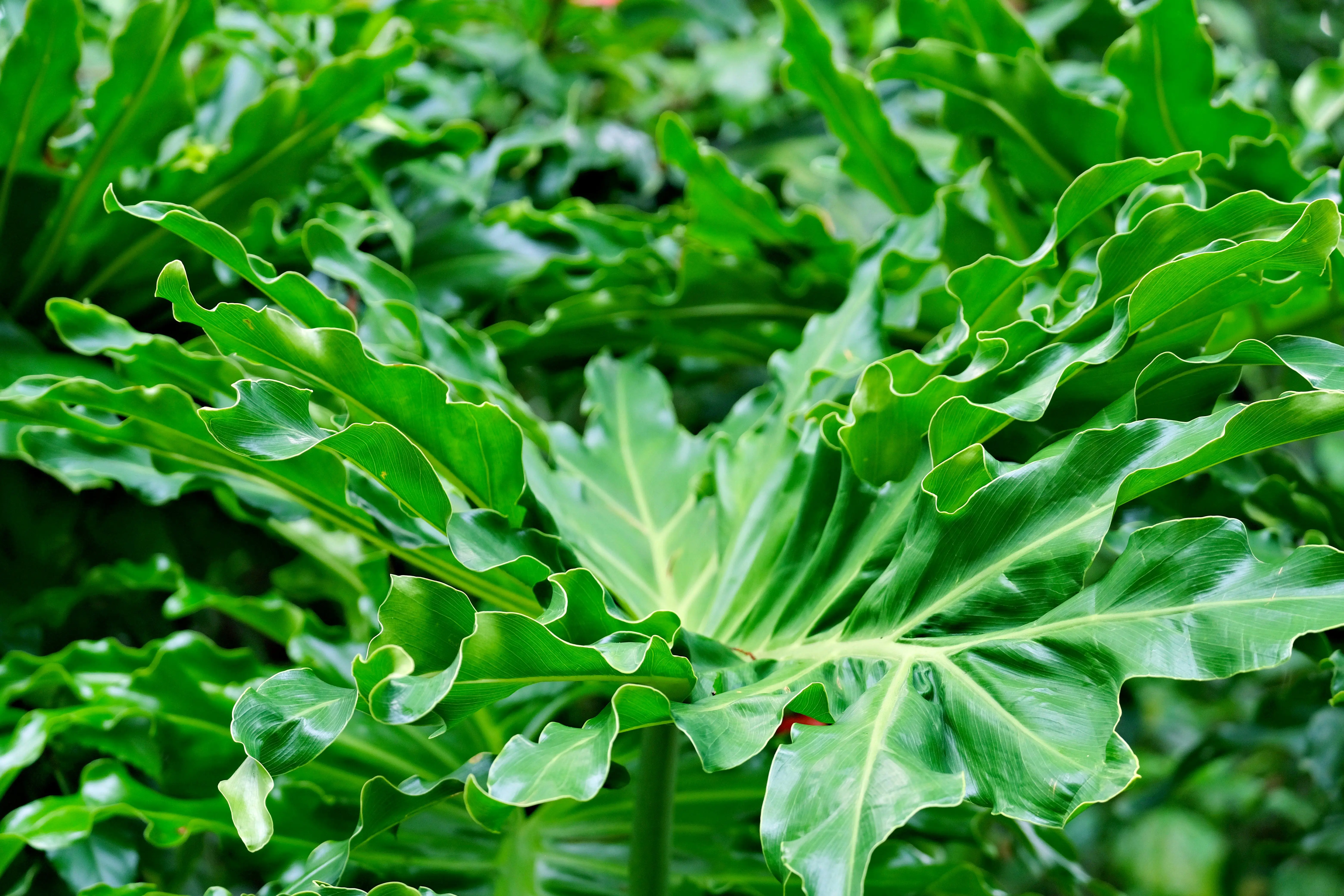 Foyer Hybrid Cache Integration Guide in Rust