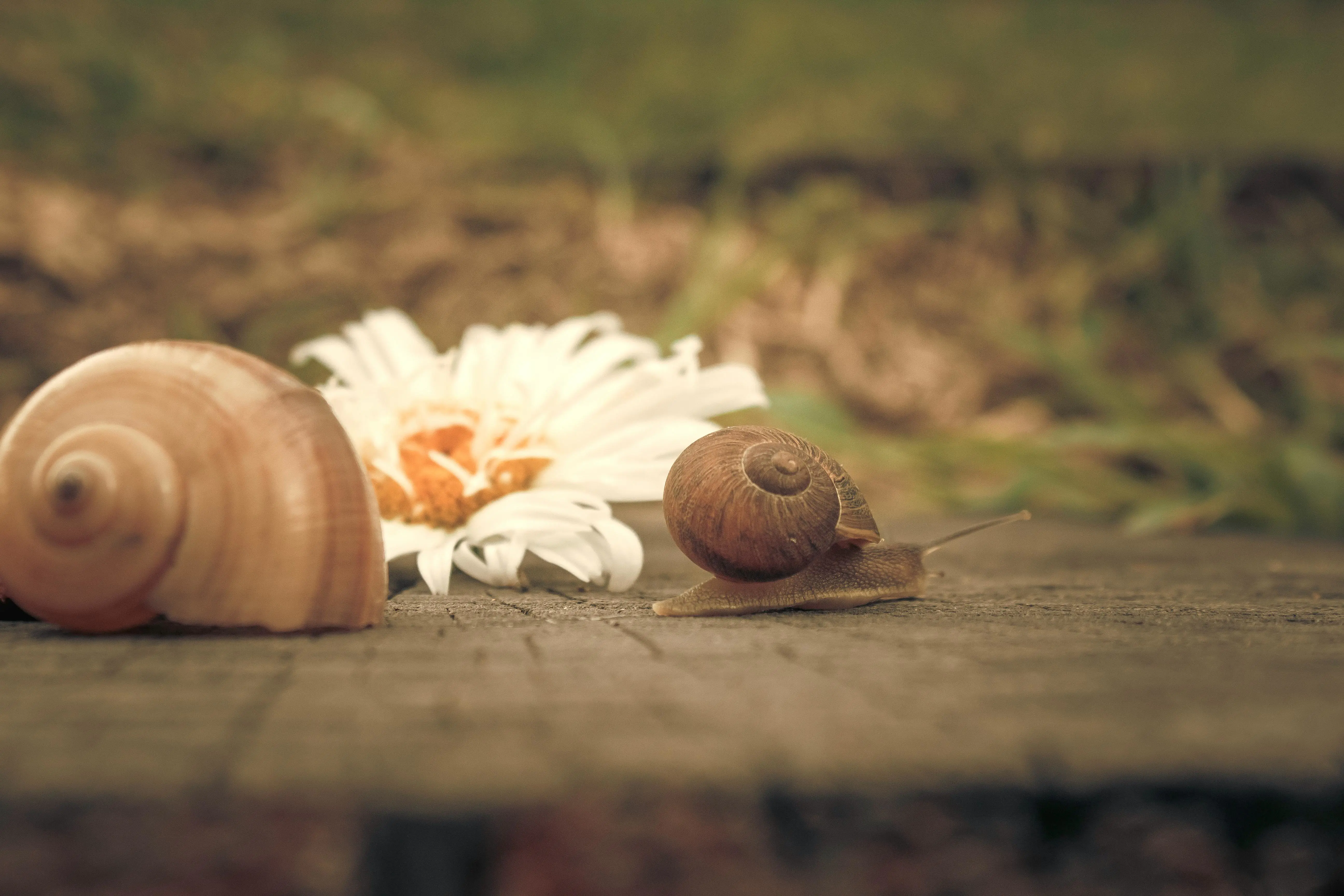 🦀 Win→Linux 路径一键通：Rust 秒切反斜杠，Docker 挂载不翻车