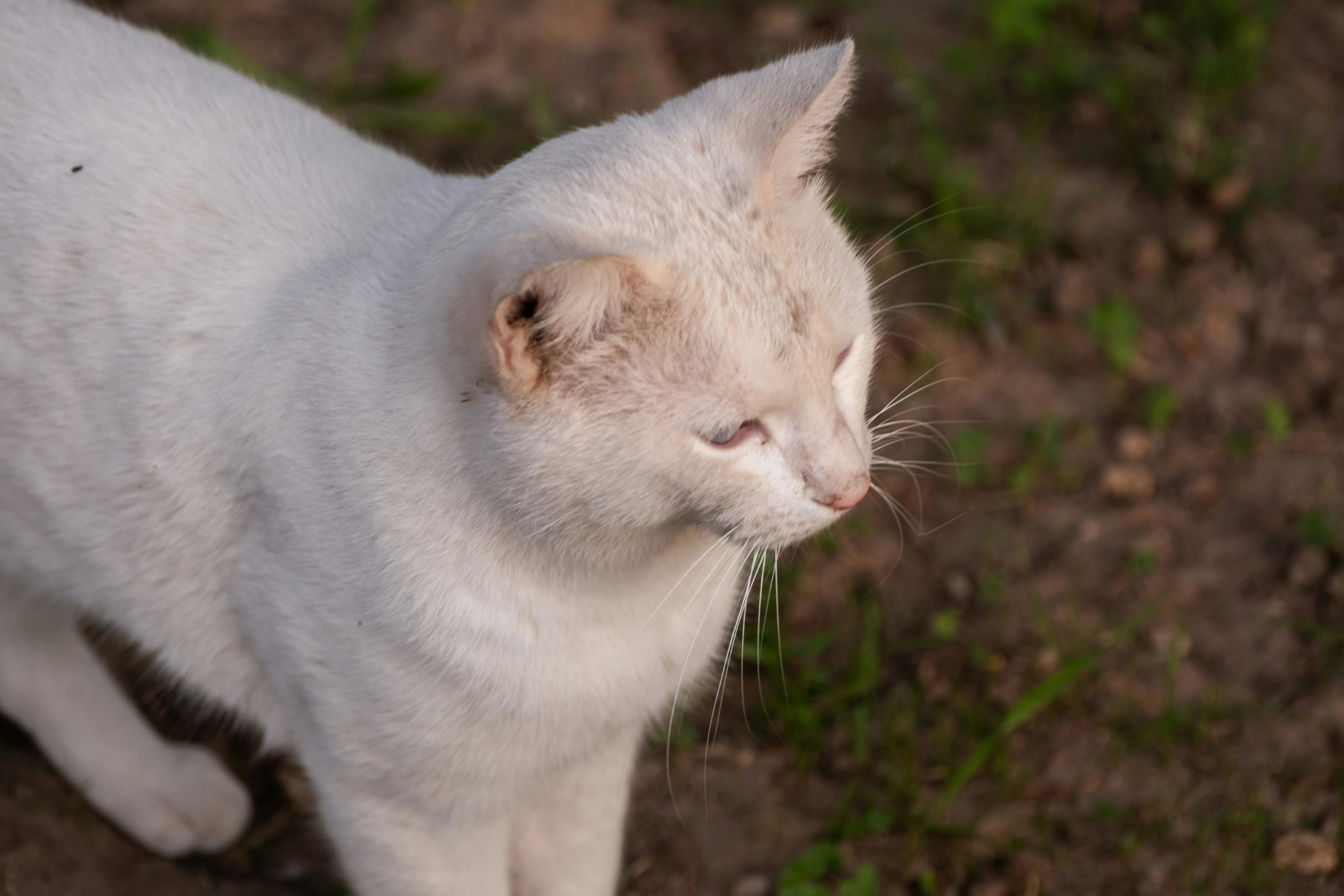 Rust Hex 编码库替代方案全面指南