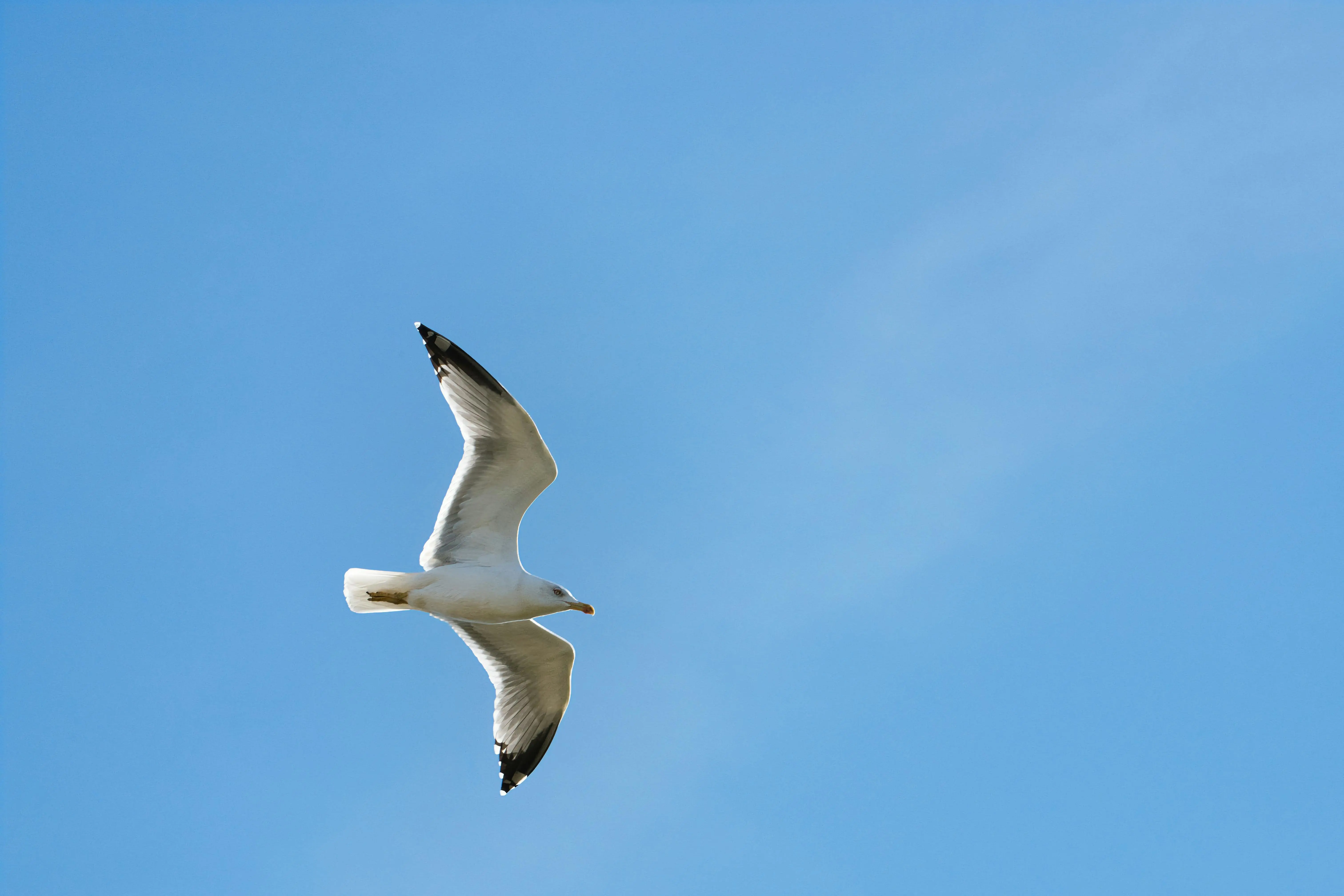 疾风 Hyper：Rust 异步风暴中的优雅征服者——从入门翱翔，到高负载巅峰调御