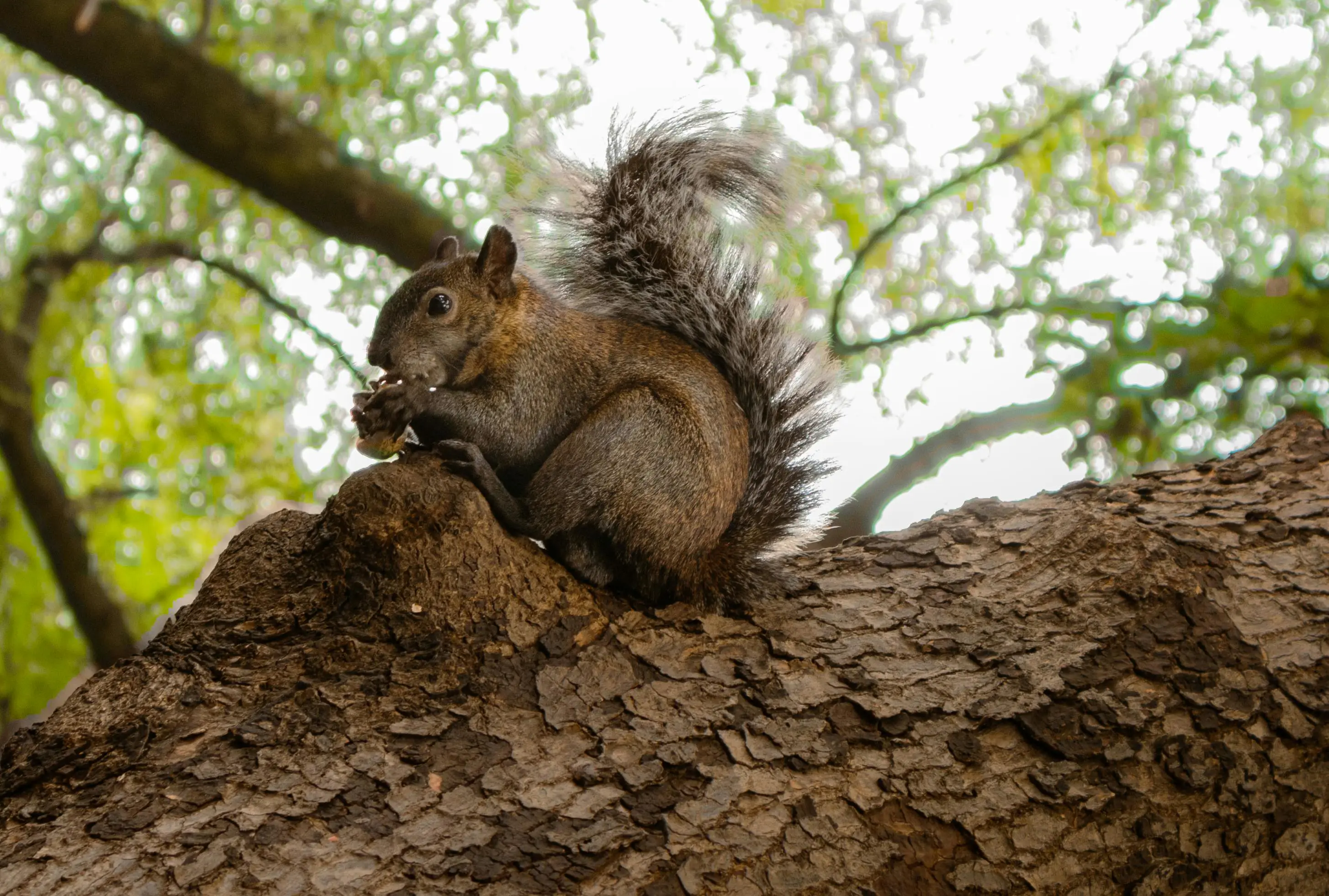 Rust 哈希进阶秘籍：hashbrown 的性能黑客——从高手到大师的优化实战