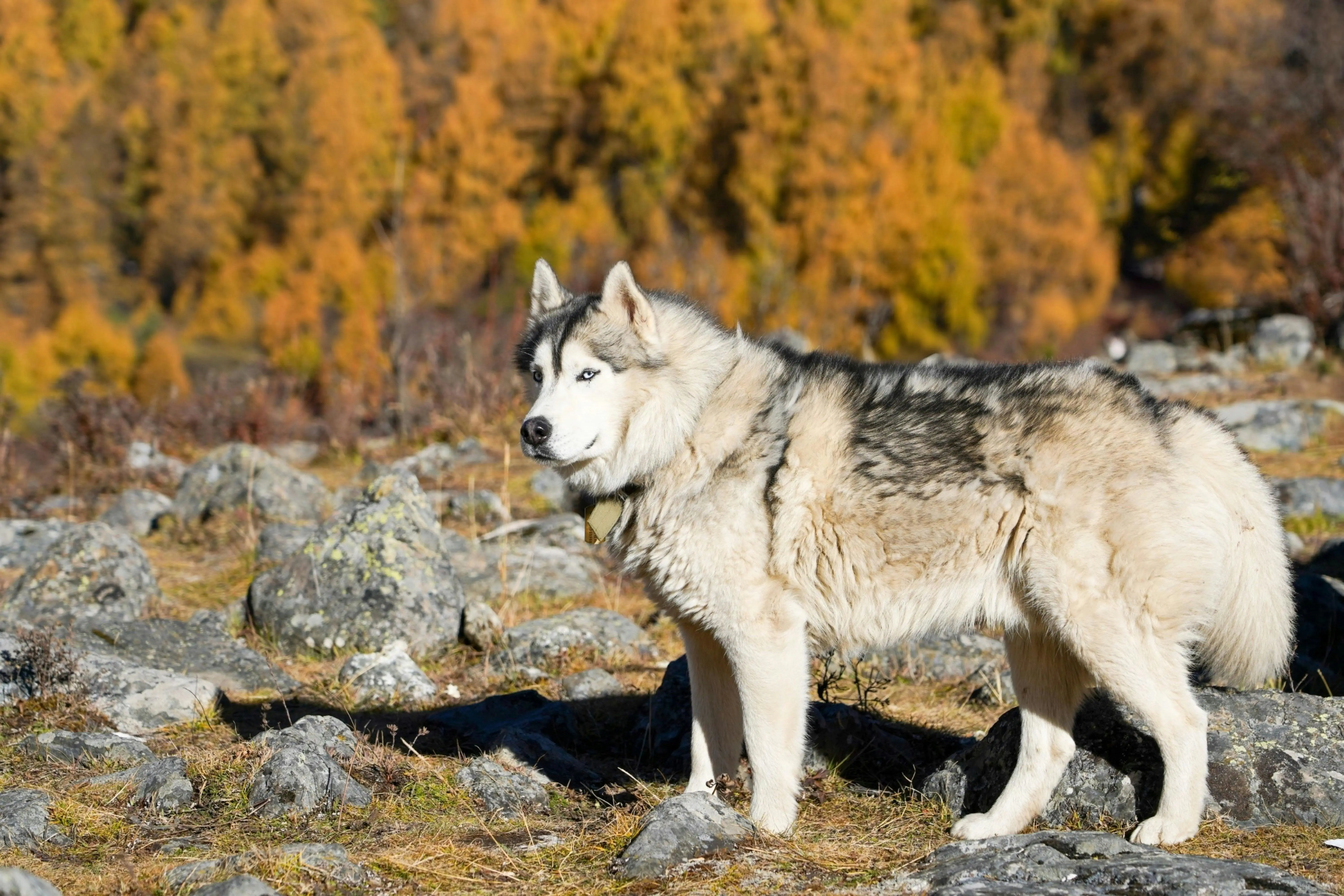 Rust Brotli 算法深度优化与同步压缩库对比指南