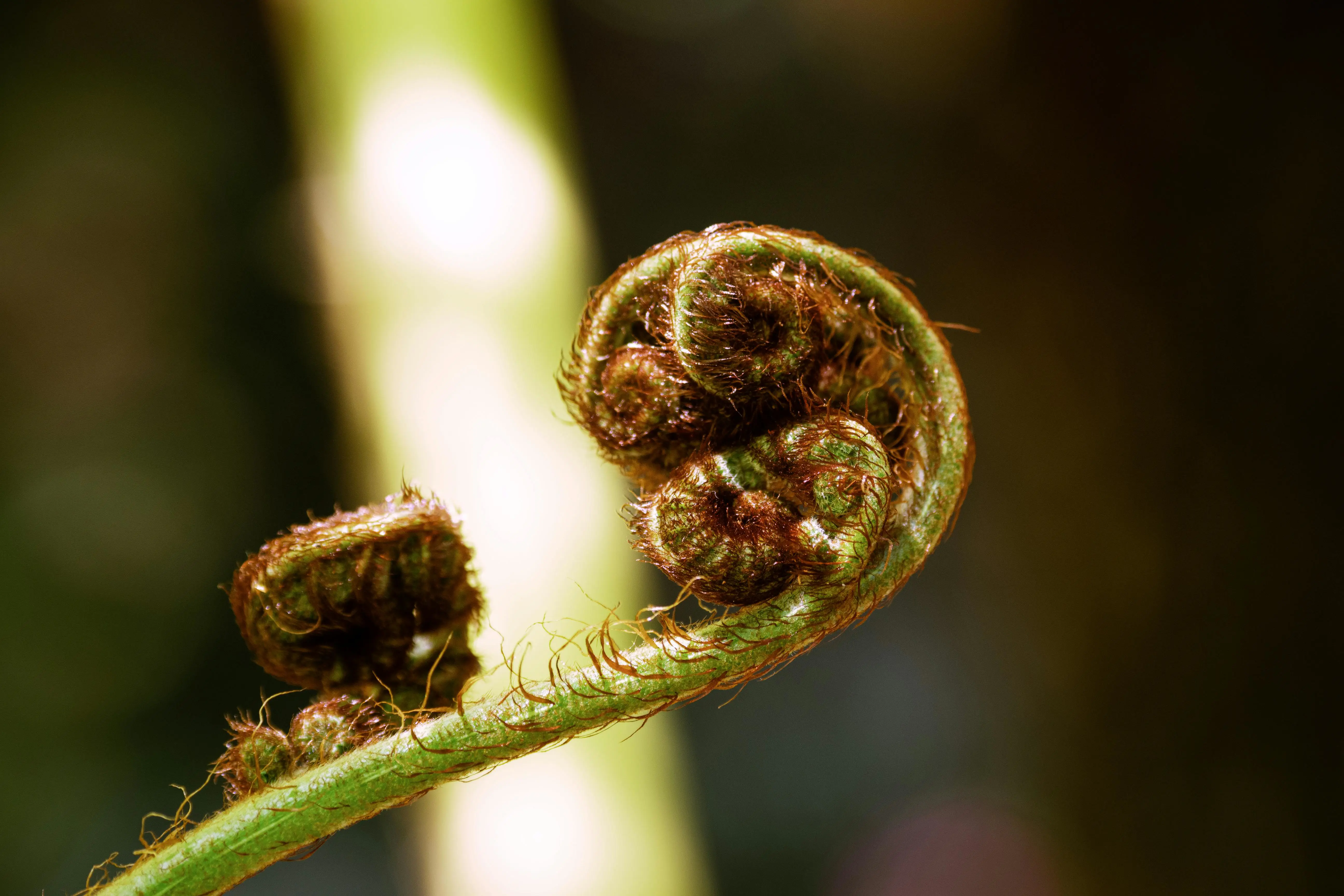 Argon2 现代 Rust 速通：10 行代码，抗 GPU 破解