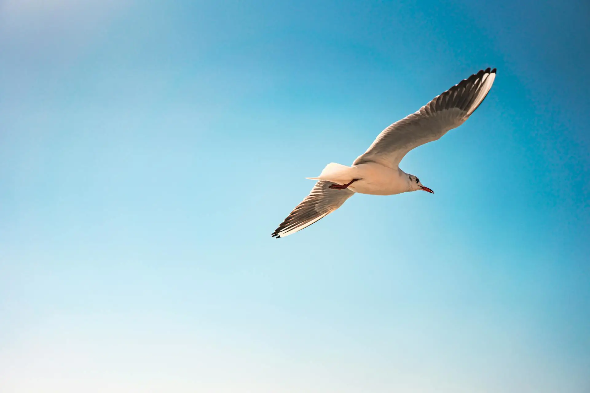 A Comprehensive Exploration of SmallVec and String in Rust: From Fundamentals to Practical Applications