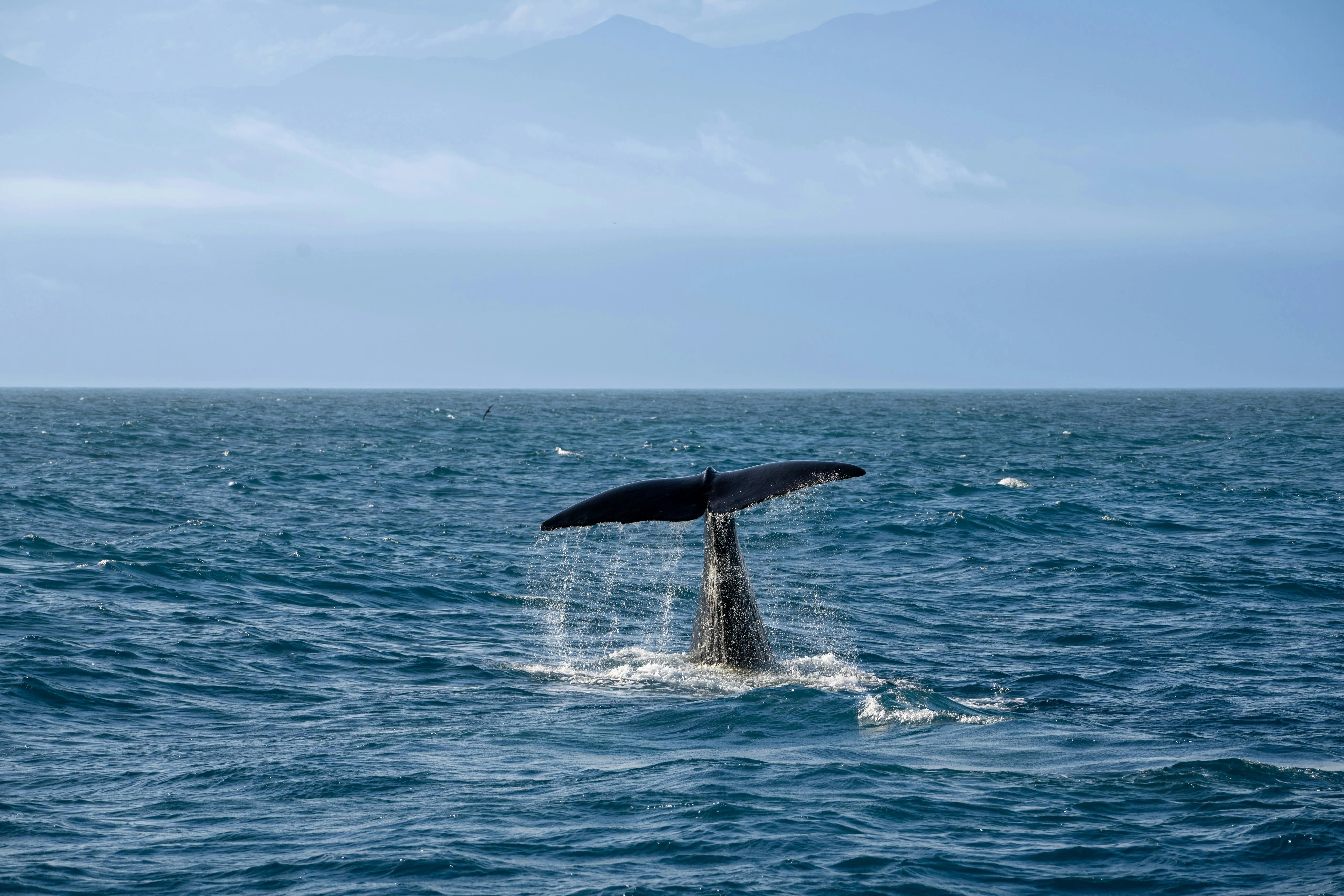 🦀 Rust 性能核爆：target-cpu 精准制导，SIMD 榨干每周期