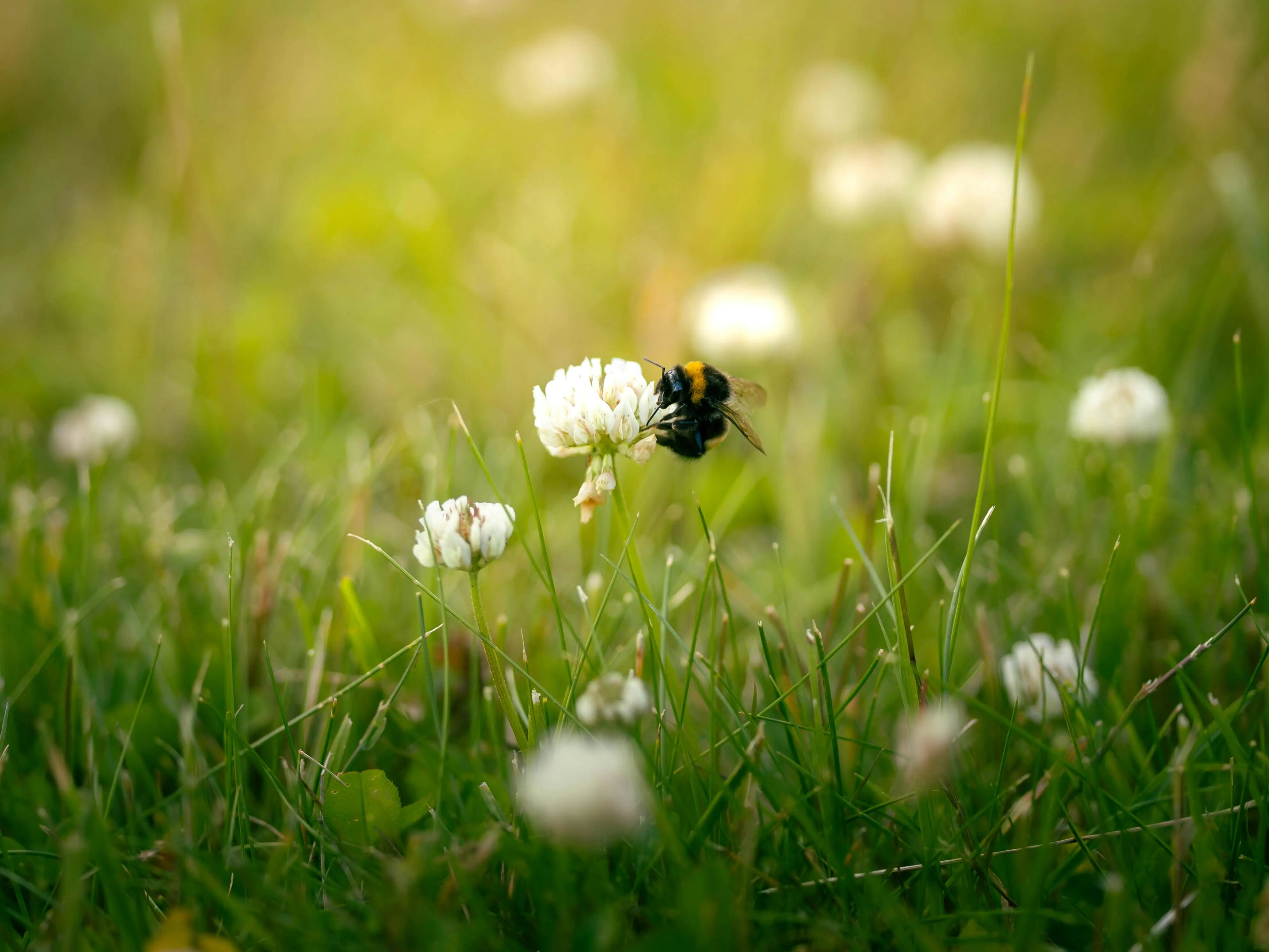 Rust 并发哈希星河：Starshard 0.4 的脉冲跃迁——高手进阶的实战黑客宝典