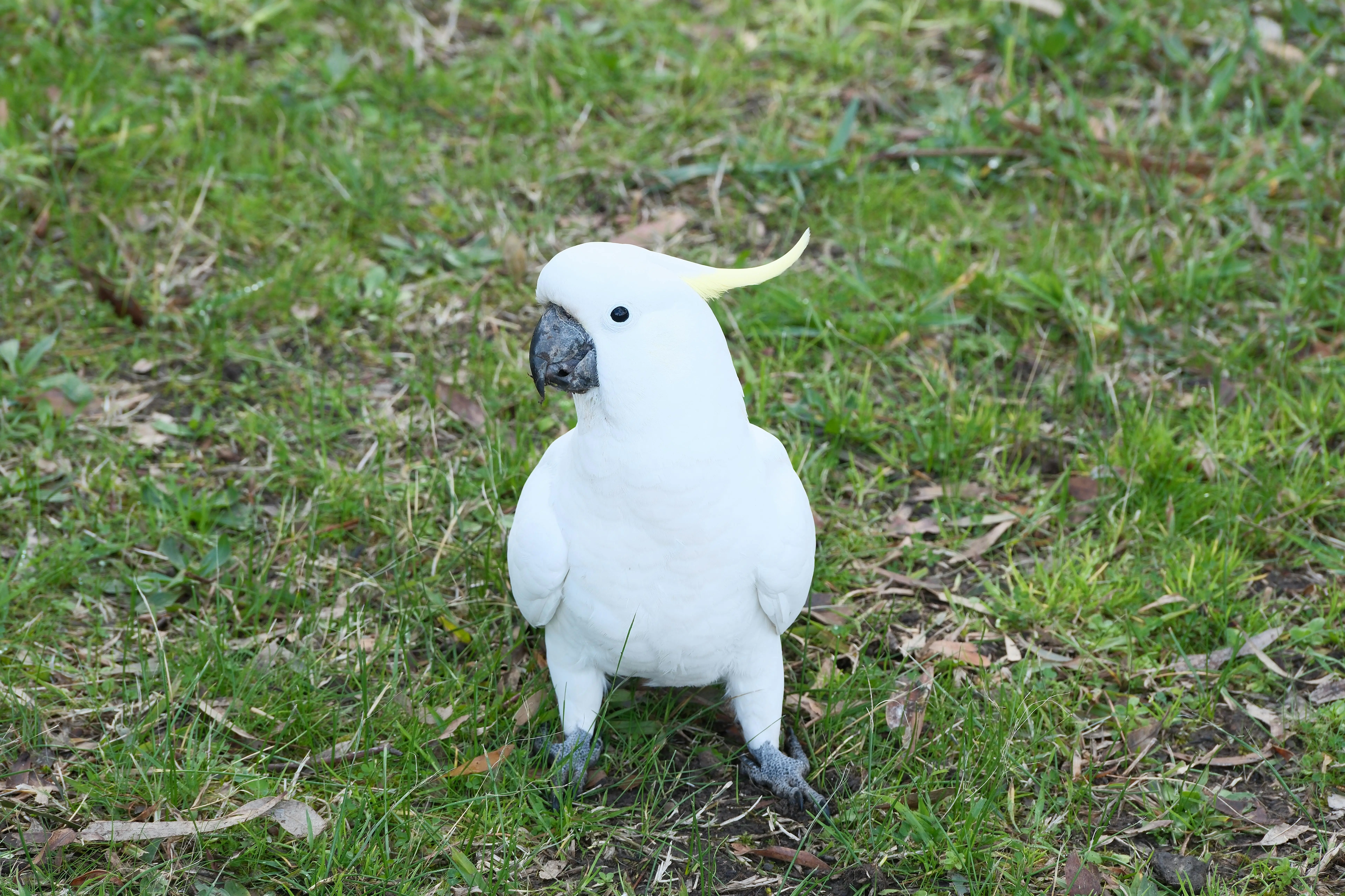 Rust 观测的协奏曲：Metrics 与 OpenTelemetry 桥接及 Tracing 并发优化