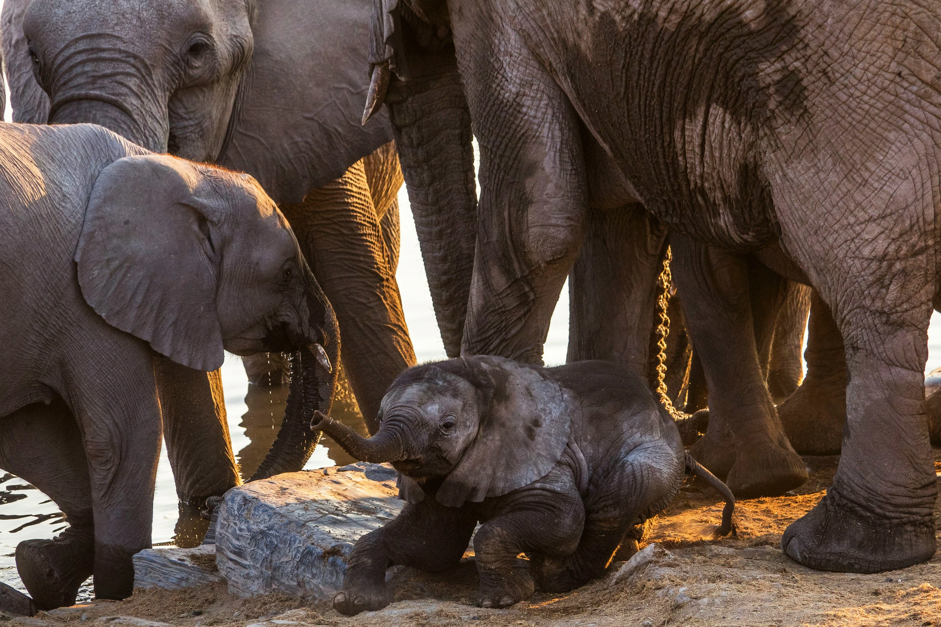 Rust 图像水印大师：从小白到专家的创意之旅